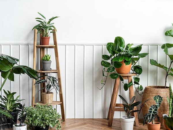 ROŚLINY DO SYPIALNI. KTÓRE WYBRAĆ, BY OCZYSZCZAŁY POWIETRZE?